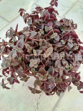 Крассула пеллюцида (Crassula pellucida)